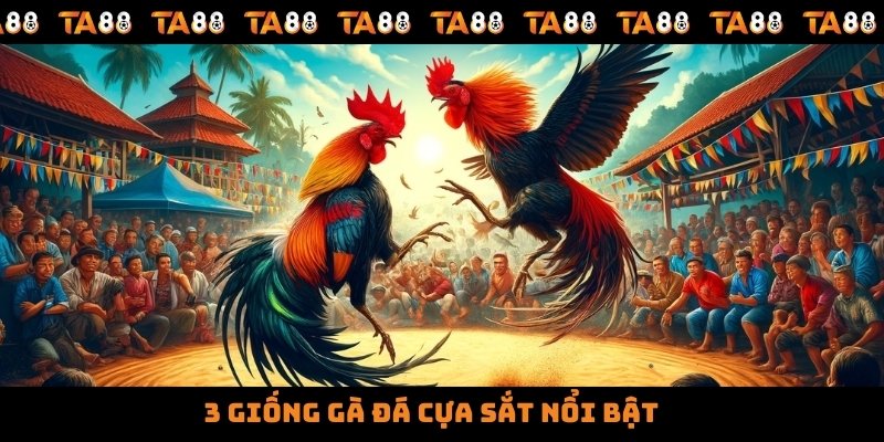 3 giống gà đá cựa sắt nổi bật