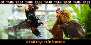 Đá Gà Trực Tiếp Ở Thomo - Nơi Hội Tụ Những Chiến Kê Hàng Đầu