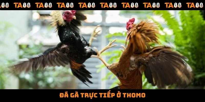 Đá Gà Trực Tiếp Ở Thomo - Nơi Hội Tụ Những Chiến Kê Hàng Đầu