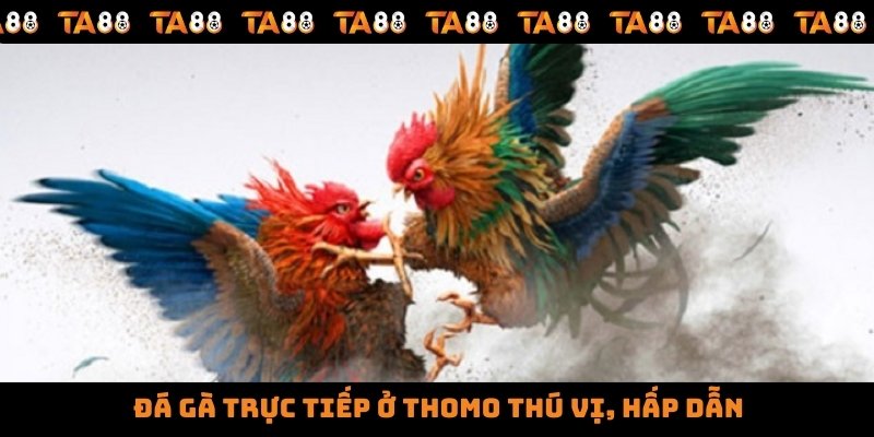 Đá gà trực tiếp ở thomo thú vị, hấp dẫn