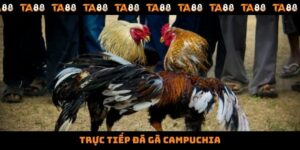 Trực Tiếp Đá Gà Campuchia Với Nhiều Giải Đấu, Hình Thức